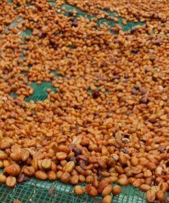 Cà phê chế biến theo phương pháp honey