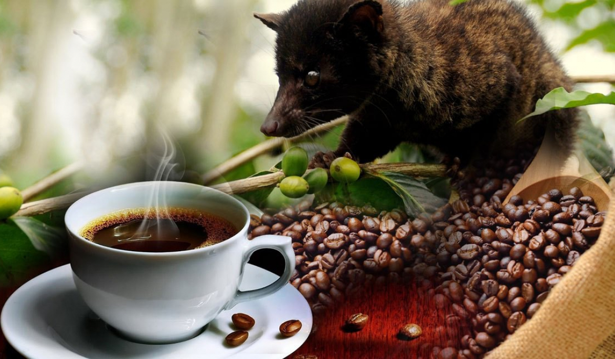 cà phê Kopi Luwak Indonexia