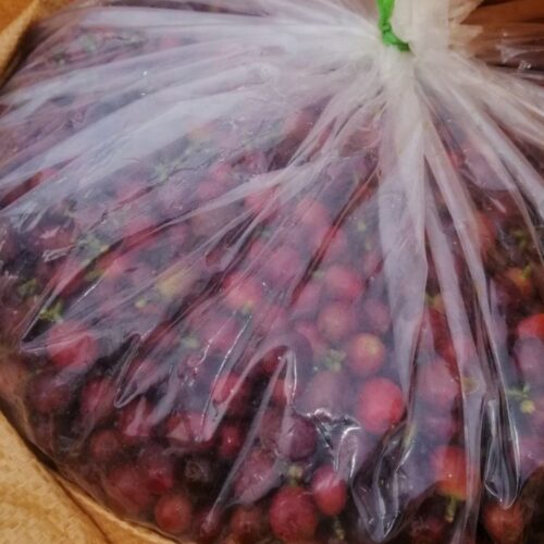 Kỹ thuật chế biến cà phê lên men yếm khí nguyên quả – sự hồi sinh trở lại của hạt cà phê Khe Sanh