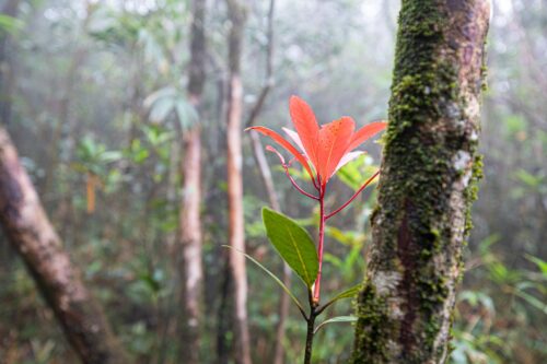 Hoa cỏ núi đồi Quảng Trị