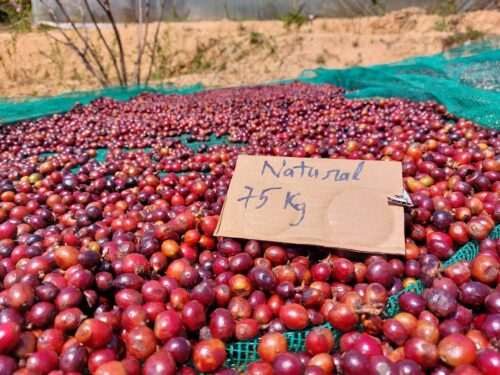 Thương mại hoá cà phê đặc sản, điều tất yếu chuyển đổi sang làn sóng cà phê thứ 4