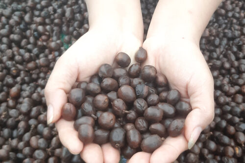 Vị ngọt cà phê đến từ đâu