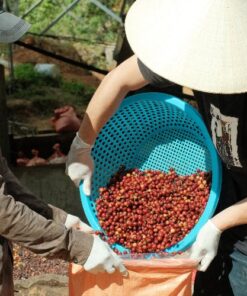 Alternative view of Top 1 VietNam Specialty coffee (Arabica - Natural process)