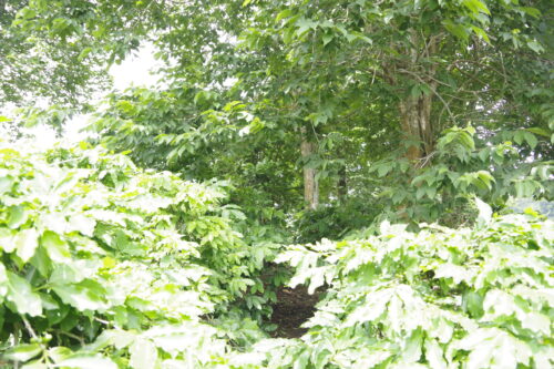 Vườn cà phê nông lâm kết hợp của nhà Pun