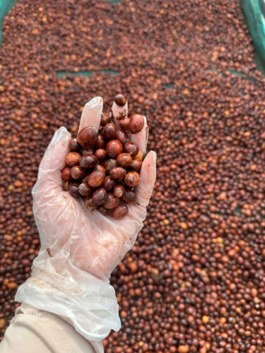 Cà phê hữu cơ từ vùng nguyên liệu cà phê Khe Sanh Quảng Trị