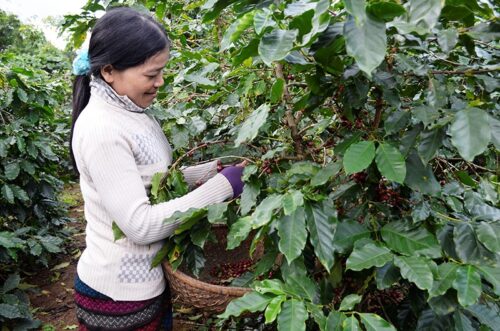 Cà phê arabica ngon nhất Việt Nam, trăm năm thăng trầm dâu bể kể câu chuyện cà phê hòa bình