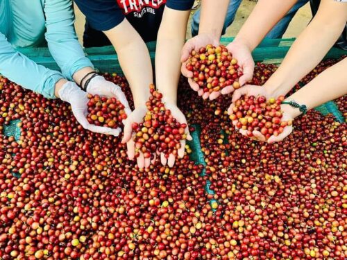 Cà phê Khe Sanh – nơi mỗi hạt cà phê là linh hồn sông núi Trường Sơn từ Quảng Trị